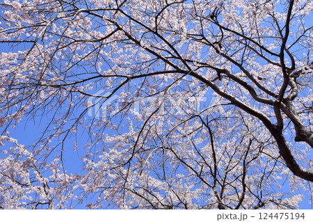 青空に映える桜 124475194