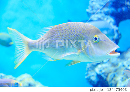 水族館のハマフエフキ 124475408