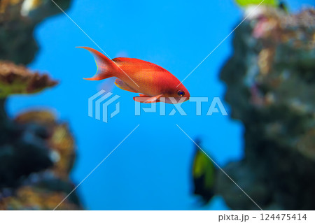 水族館のキンギョハナダイ 124475414