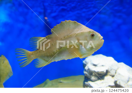 水族館のランプサッカー 水族館のランプサッカー 124475420