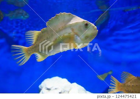水族館のランプサッカー 124475421