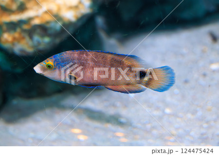 水族館のアキシラリーラス 124475424