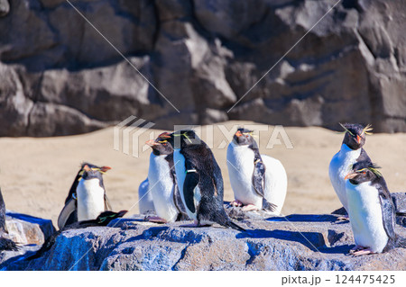 岩の上に立つ沢山のミナミイワトペンギン 岩の上に立つ沢山のミナミイワトペンギン 124475425