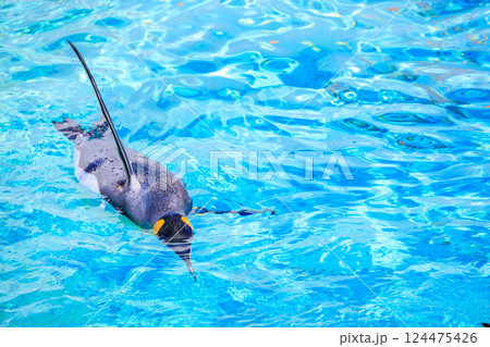 水面に浮かぶオウサマペンギン 124475426