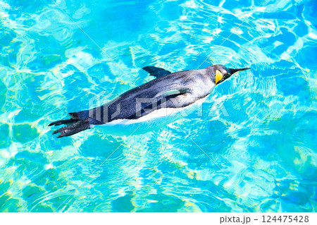水面に浮かぶオウサマペンギン 124475428