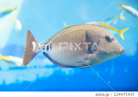 水族館のニサダイ 水族館のニサダイ 124475435