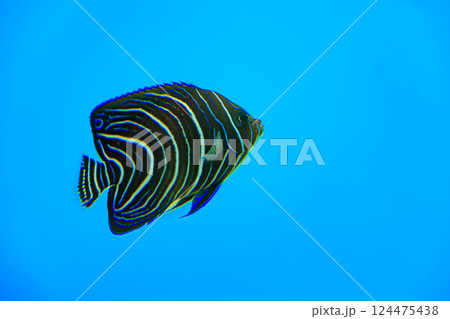 サザナミヤッコの幼魚 124475438