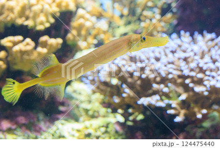 水族館のヘラヤガラ 124475440