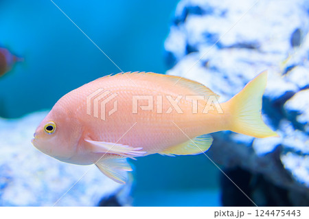 バーバーパーチのメス 124475443