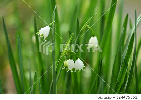 スズランスイセン(鈴蘭水仙) スズランスイセン(鈴蘭水仙) 124475552