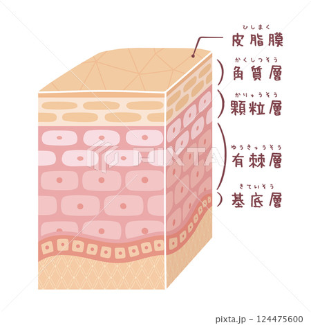 立体的で細い肌の断面図(名称有り) 立体的で細い肌の断面図(名称有り) 124475600