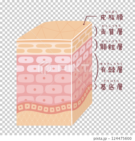 三維薄皮的橫截面（帶名稱） 124475600