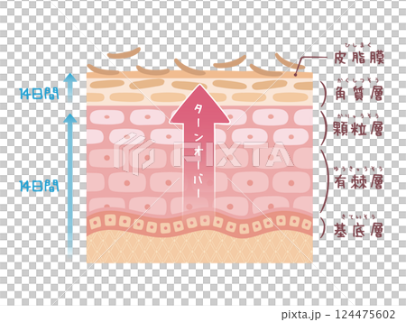 An image of skin turnover with the number of days shown 124475602