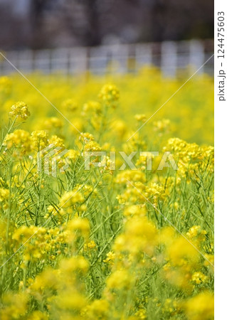 土手に咲く菜の花 土手に咲く菜の花 124475603