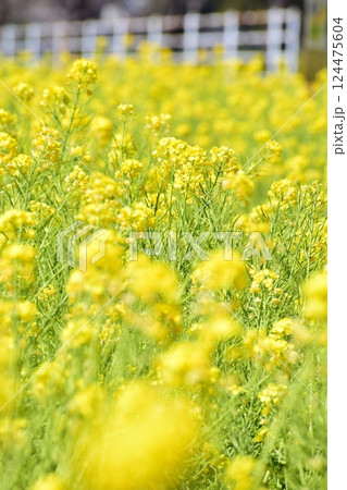 土手に咲く菜の花 土手に咲く菜の花 124475604