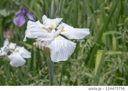 平咲きで白地に青い筋が入った花菖蒲/アヤメ科 平咲きで白地に青い筋が入った花菖蒲/アヤメ科 124475736