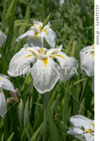 垂れ咲きで筋が黄色い白い花菖蒲/アヤメ科 垂れ咲きで筋が黄色い白い花菖蒲/アヤメ科 124475737