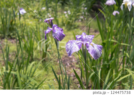 花弁もがくも白地に紫の絞りの花菖蒲/アヤメ科 花弁もがくも白地に紫の絞りの花菖蒲/アヤメ科 124475738
