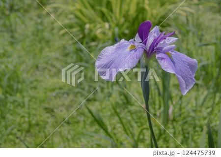 花弁が紫、がくは白地に紫の絞りの花菖蒲／アヤメ科 124475739