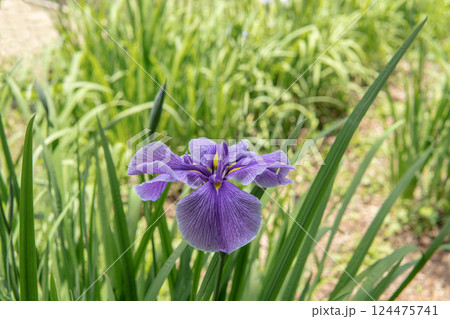 平咲きで白地に藤色の花被の花菖蒲をクローズアップ／アヤメ科「オリエントエレガンス？」 124475741