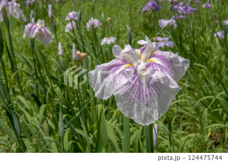 白地にピンクの花菖蒲をクローズアップ／アヤメ科 124475744