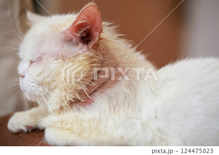 Microsporum canis in cat, cat with skin disease, poor cat 124475823
