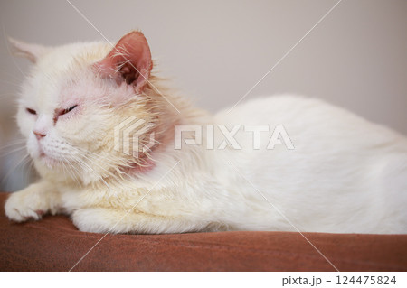 Microsporum canis in cat, cat with skin disease, poor cat Microsporum canis in cat, cat with skin disease, poor cat 124475824