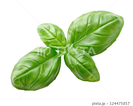 Basil Leaves 124475857