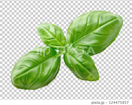 Basil Leaves 124475857