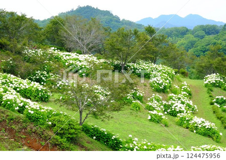 紫陽花咲く公園　【相模原市津久井　6月】 124475956