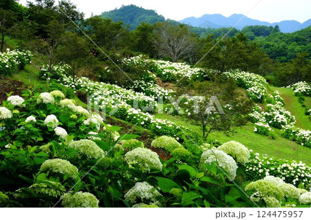 紫陽花咲く山斜面　【相模原市津久井　6月】 124475957