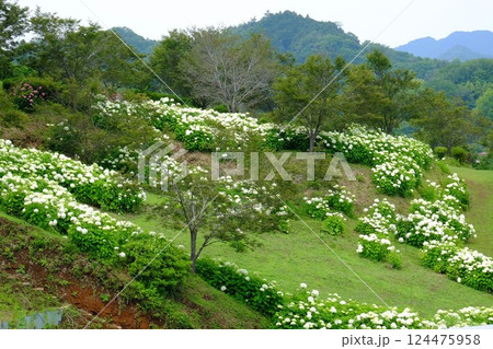 紫陽花咲く公園　【相模原市津久井　6月】 124475958