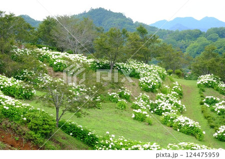 アナベル咲く公園 【相模原市津久井 6月】 アナベル咲く公園 【相模原市津久井 6月】 124475959