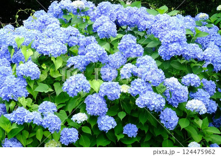 満開の紫陽花　【相模原市津久井　6月】 124475962