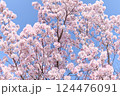 青空と桜のサクラ 124476091