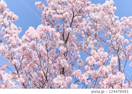 青空と桜のサクラ 124476091