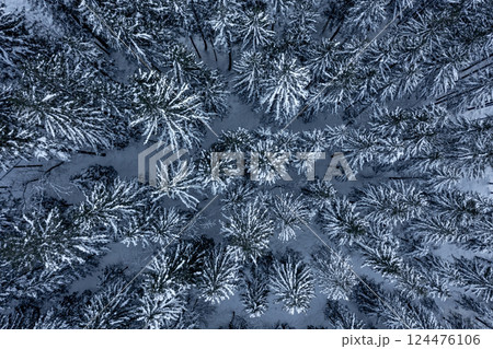 Snowy pine forest, drone aerial view, in the Bavarian Alps, Germany Snowy pine forest, drone aerial view, in the Bavarian Alps, Germany 124476106