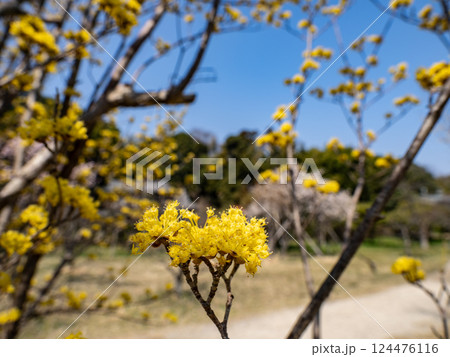 春の晴れた日に咲くサンシュユの黄色い花 春の晴れた日に咲くサンシュユの黄色い花 124476116