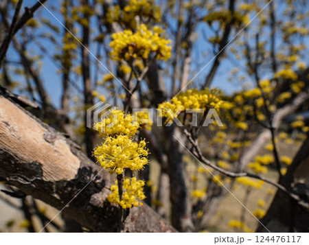 春の晴れた日に咲くサンシュユの黄色い花 春の晴れた日に咲くサンシュユの黄色い花 124476117