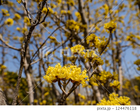春の晴れた日に咲くサンシュユの黄色い花 124476118