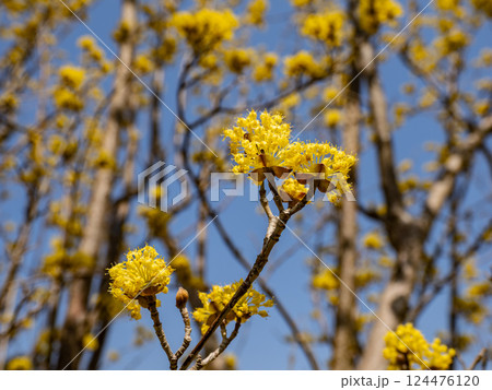 春の晴れた日に咲くサンシュユの黄色い花 春の晴れた日に咲くサンシュユの黄色い花 124476120