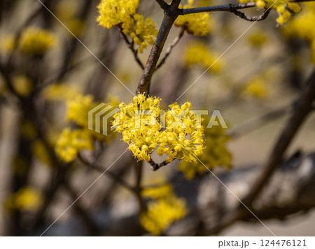 春の晴れた日に咲くサンシュユの黄色い花 春の晴れた日に咲くサンシュユの黄色い花 124476121