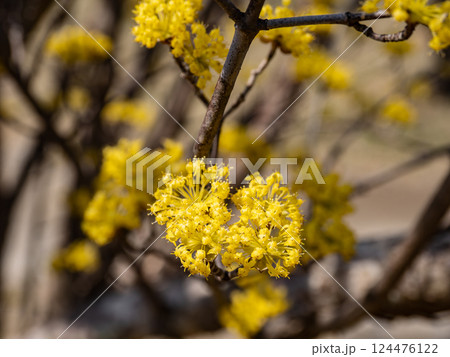 春の晴れた日に咲くサンシュユの黄色い花 124476122
