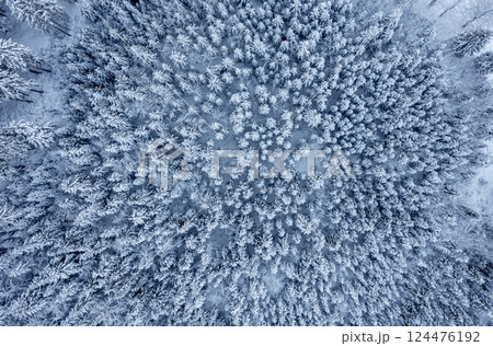 Snow-covered pine forest, drone aerial view, in the Bavarian Alps, Germany 124476192