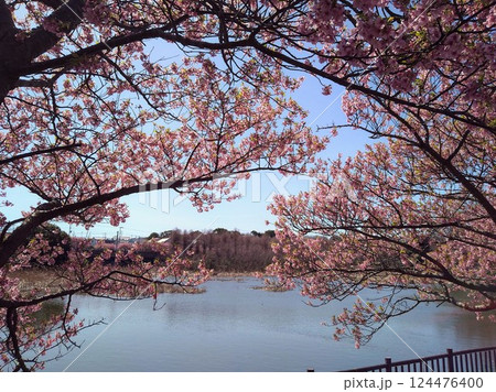 三浦海岸桜まつり・小松ヶ池公園の河津桜 三浦海岸桜まつり・小松ヶ池公園の河津桜 124476400
