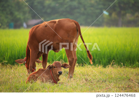 Calves are happily grazing in a rice field in Thailand., little cow Calves are happily grazing in a rice field in Thailand., little cow 124476468