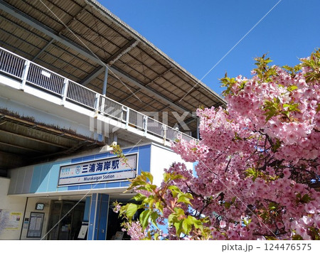 三浦海岸桜まつり・三浦海岸駅の河津桜 三浦海岸桜まつり・三浦海岸駅の河津桜 124476575