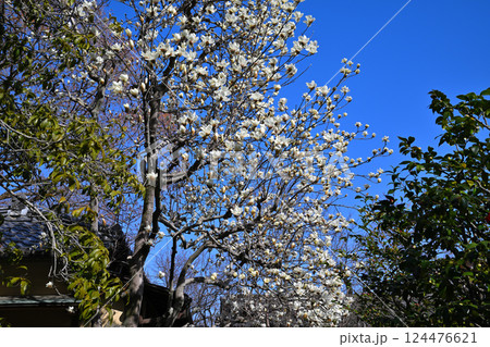青空バックに映える白モクレン 川越市中院境内 青空バックに映える白モクレン 川越市中院境内 124476621