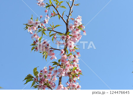青空をバックにした白い桜 124476645
