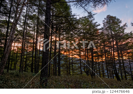 八ヶ岳連峰・蓼科山登山口付近のカラマツ林と朝焼け空 124476646